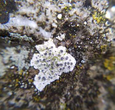 Image of diplotomma lichen