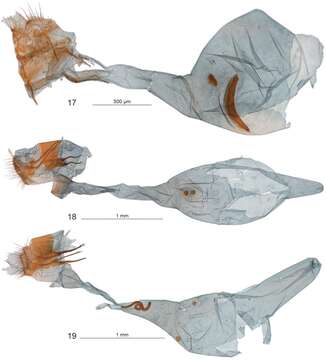 Image of Diptychophora diasticta Gaskin 1986