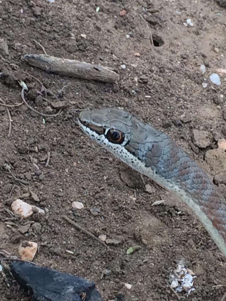 Image of Stripe-bellied Sand Snake