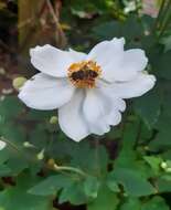 Image of Snowdrop Anemone