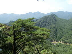 Image of Guangdong White Pine