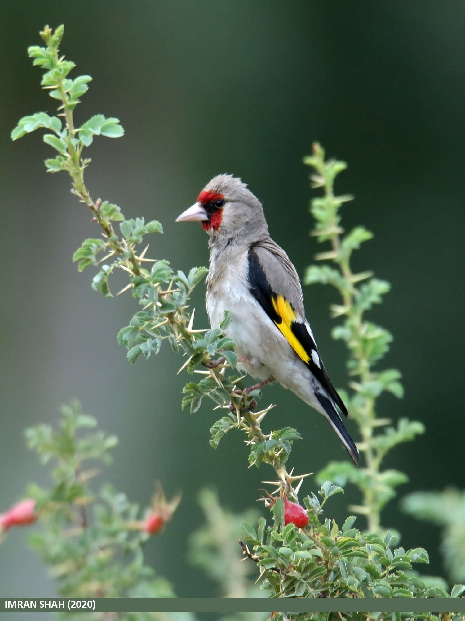 Image of European Goldfinch