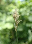 Image of quaking-grass sedge