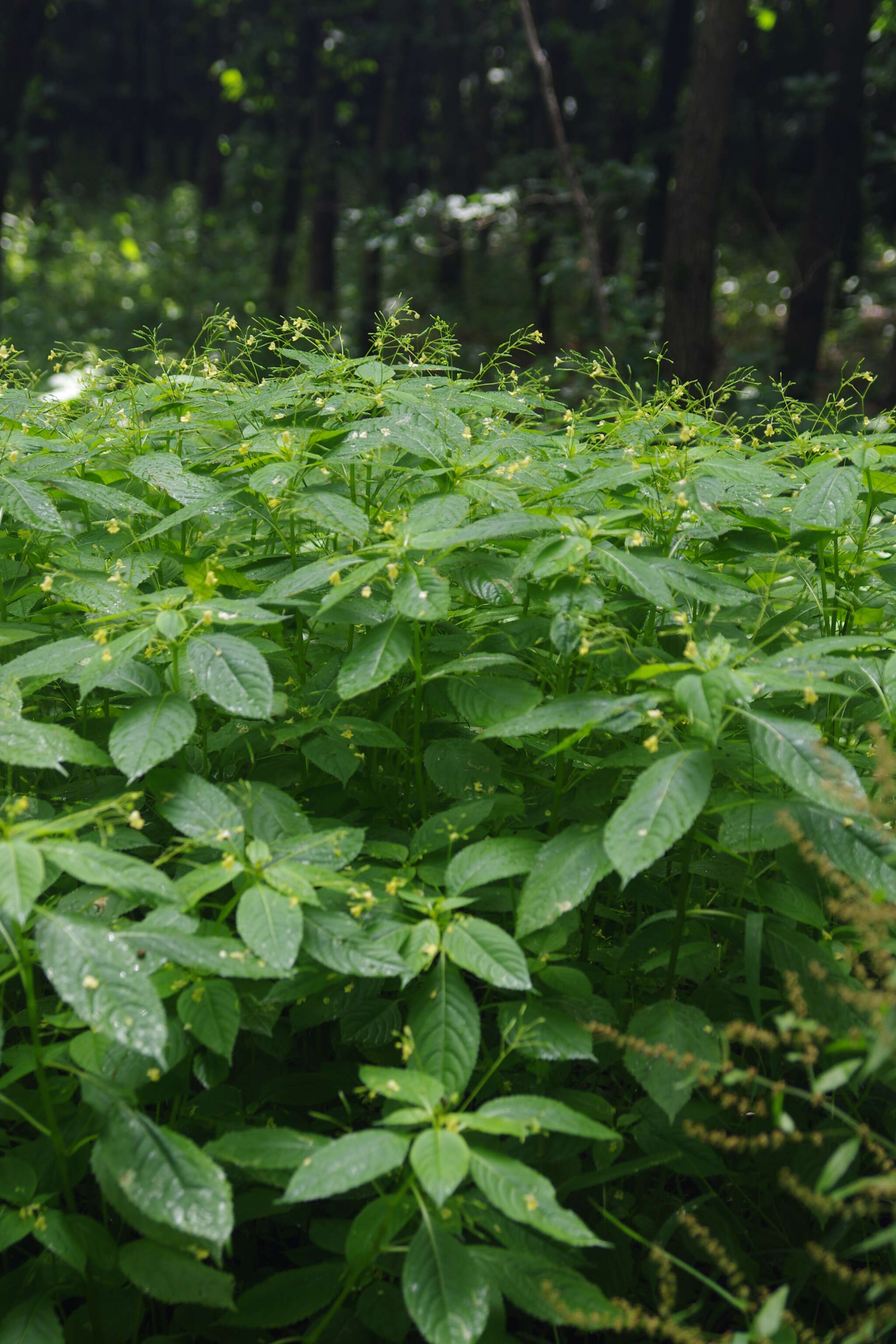 Image of small balsam