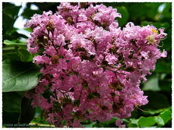 Image of lagerstroemia