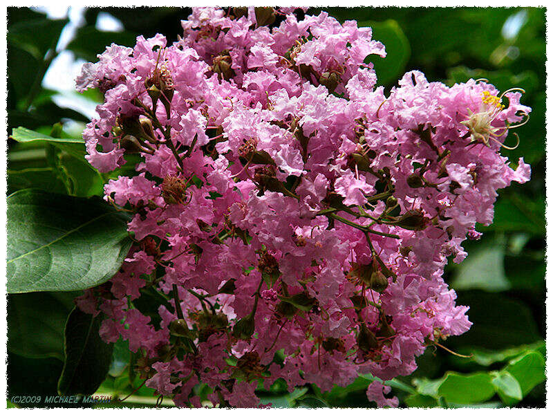 Image of lagerstroemia