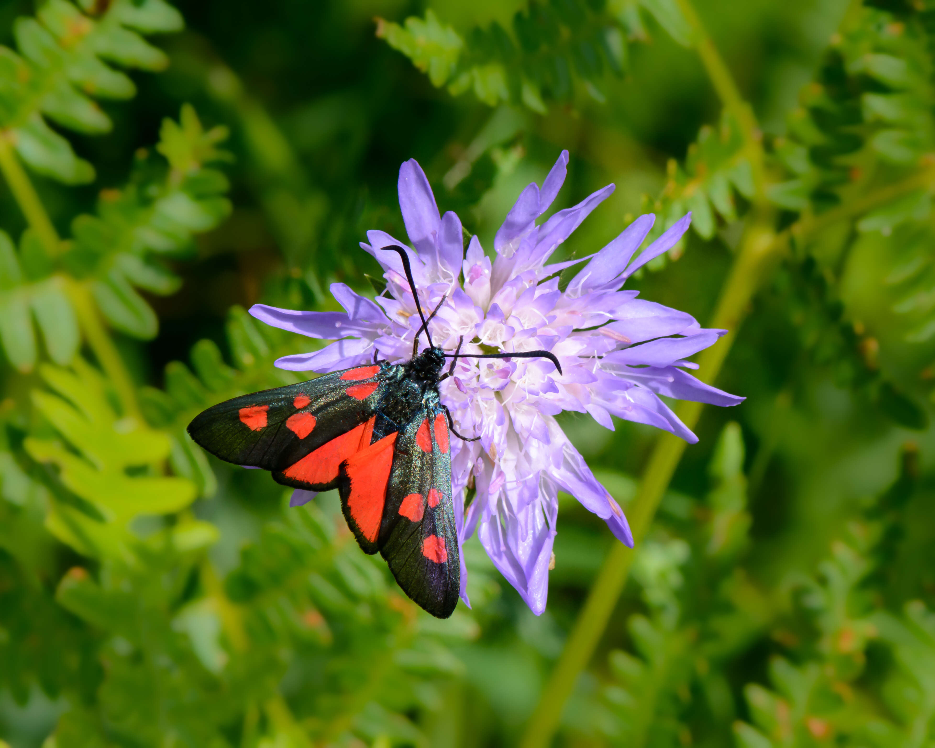 Image of Zygaena lonicerae Scheven 1777