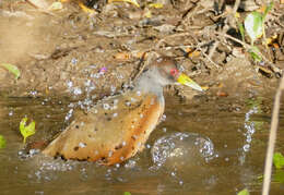 Image of Grey-cowled Wood Rail