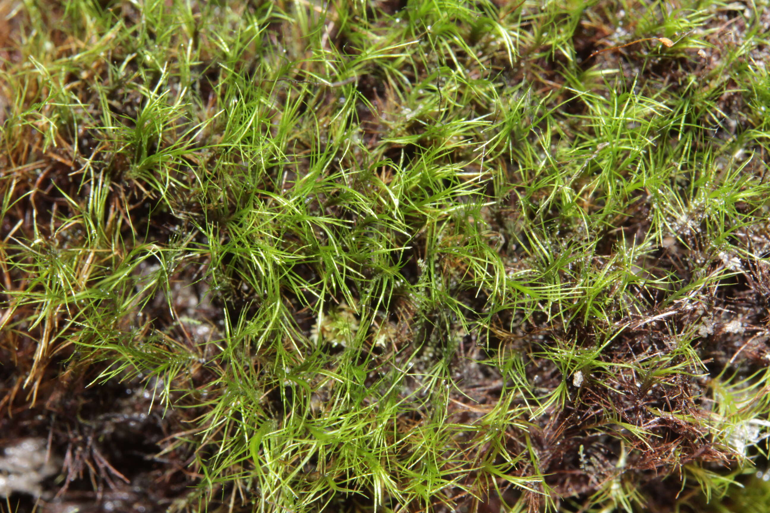 Image of distichium moss