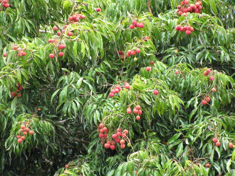 Image of lychee