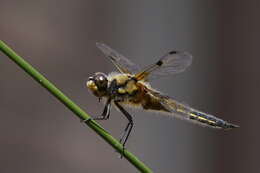 Image of Four-spotted Chaser