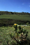 Image of Leucospermum innovans Rourke