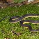 Image of Amami Takachiho Snake