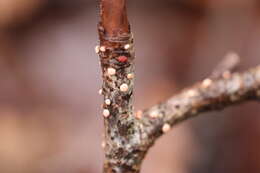 Image of Nectria cinnabarina (Tode) Fr. 1849