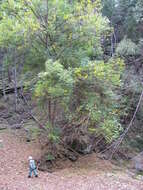 Слика од Fraxinus uhdei (Wenz.) Lingelsh.