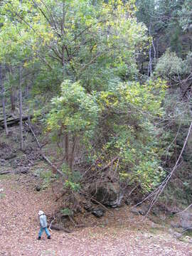 Sivun Fraxinus uhdei (Wenz.) Lingelsh. kuva