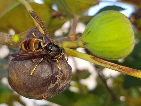 Image of Asian hornet