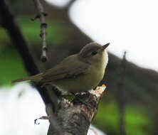 Vireo gilvus (Vieillot 1808) resmi