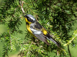 Image of Magnolia Warbler