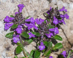 Image of Clinopodium alpinum