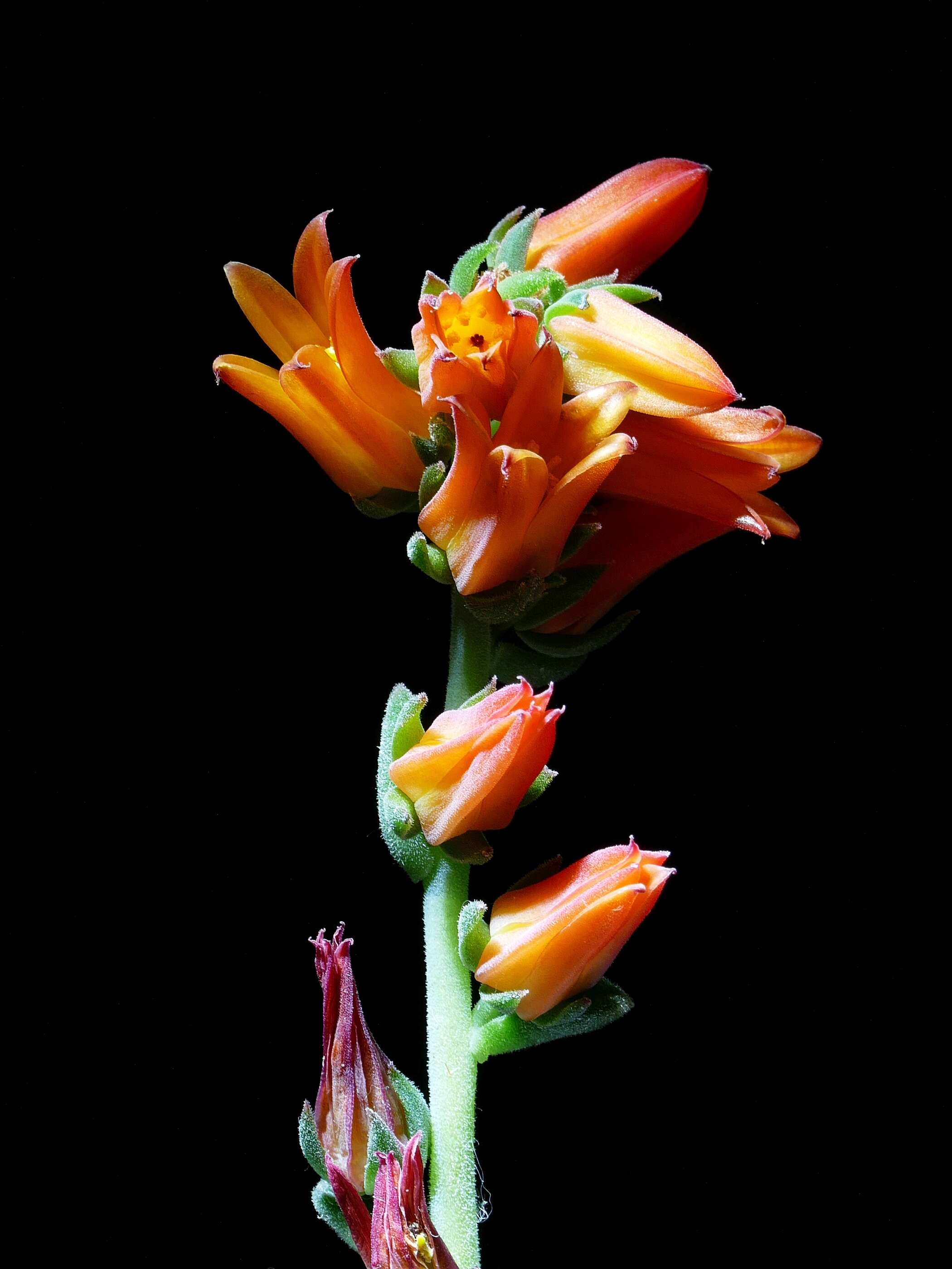 Image of Echeveria elegans Rose