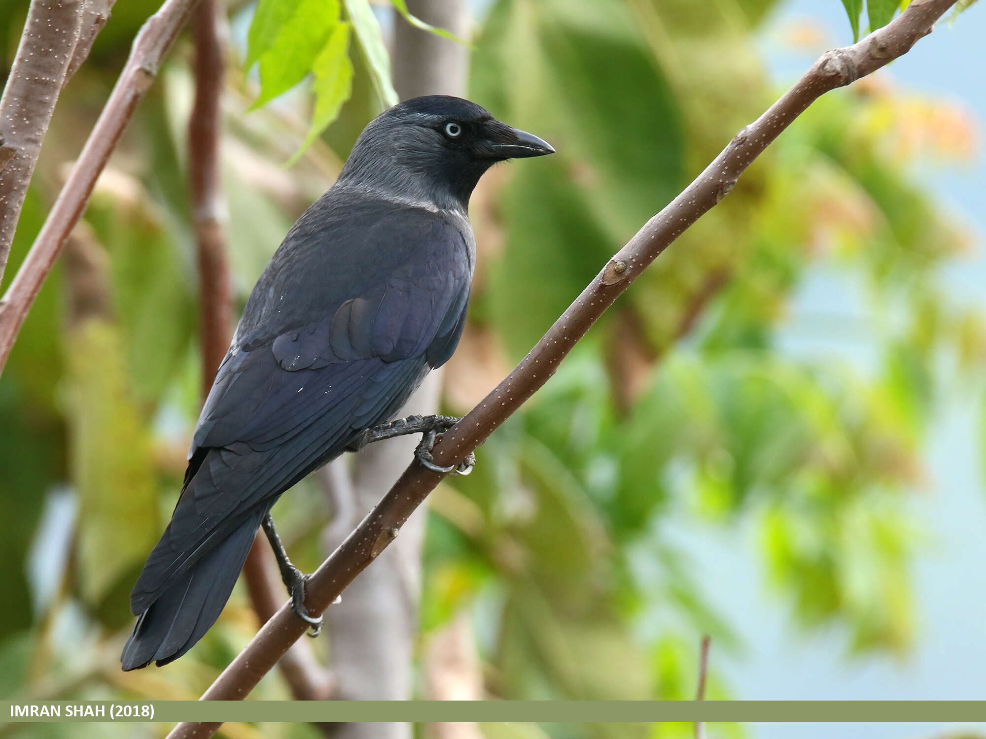 Image of Eurasian Jackdaw