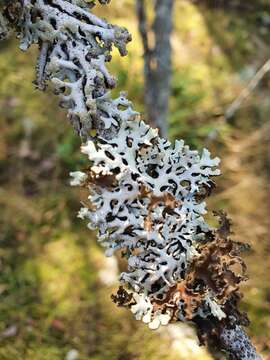 Image of Hypogymnia physodes