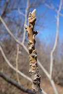 Image of Juglans ailantifolia