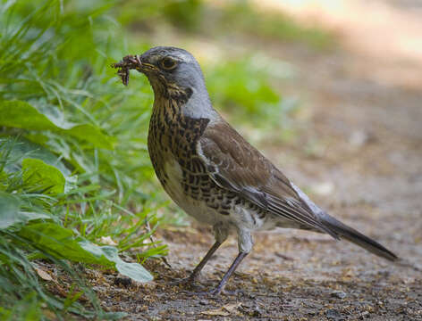 Image of Fieldfare