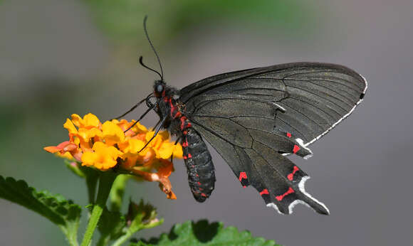 صورة Parides bunichus (Hübner 1821)