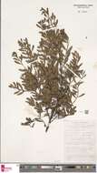 Image of Acacia ixiophylla Benth.