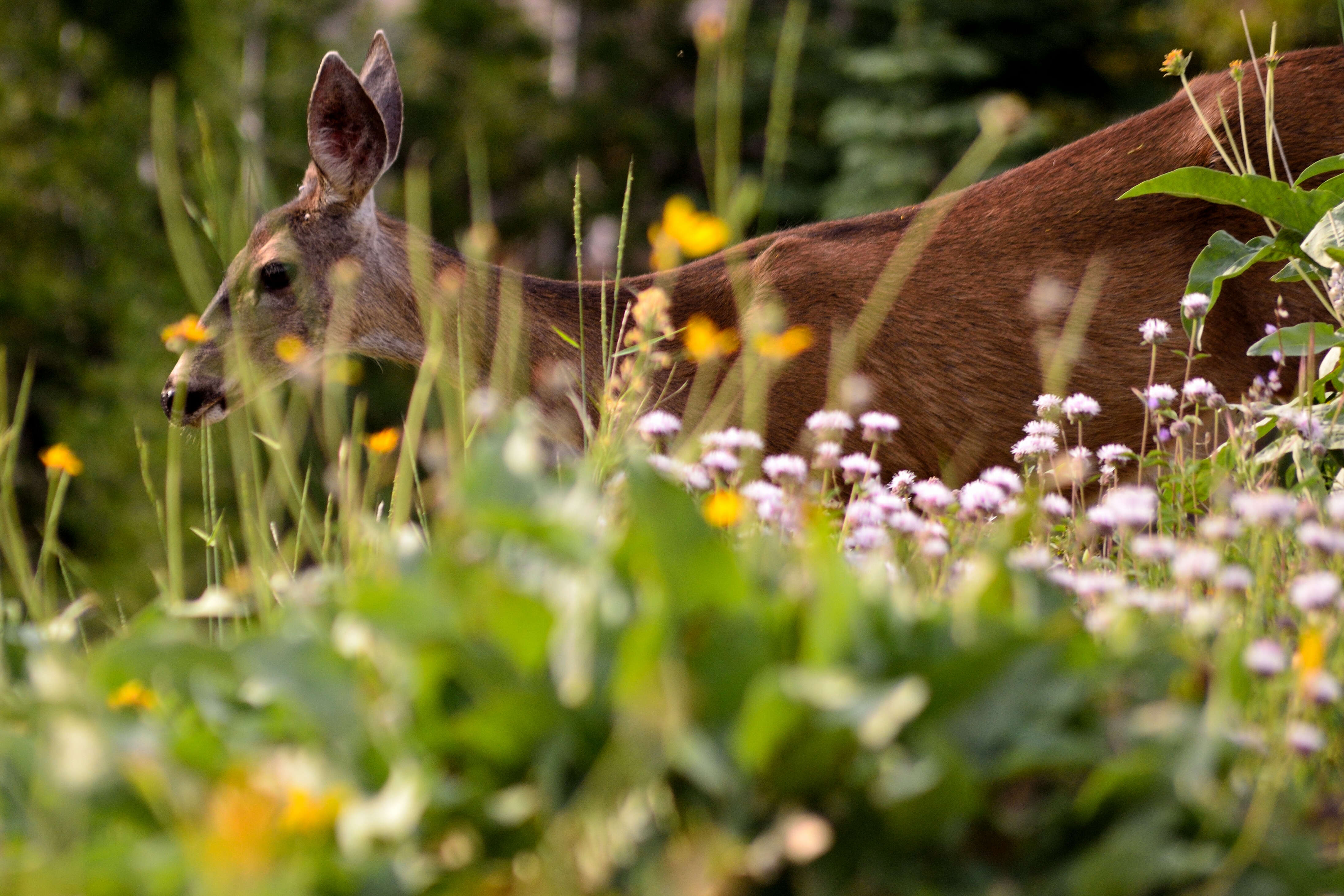 Image of Columbian black-tailed deer