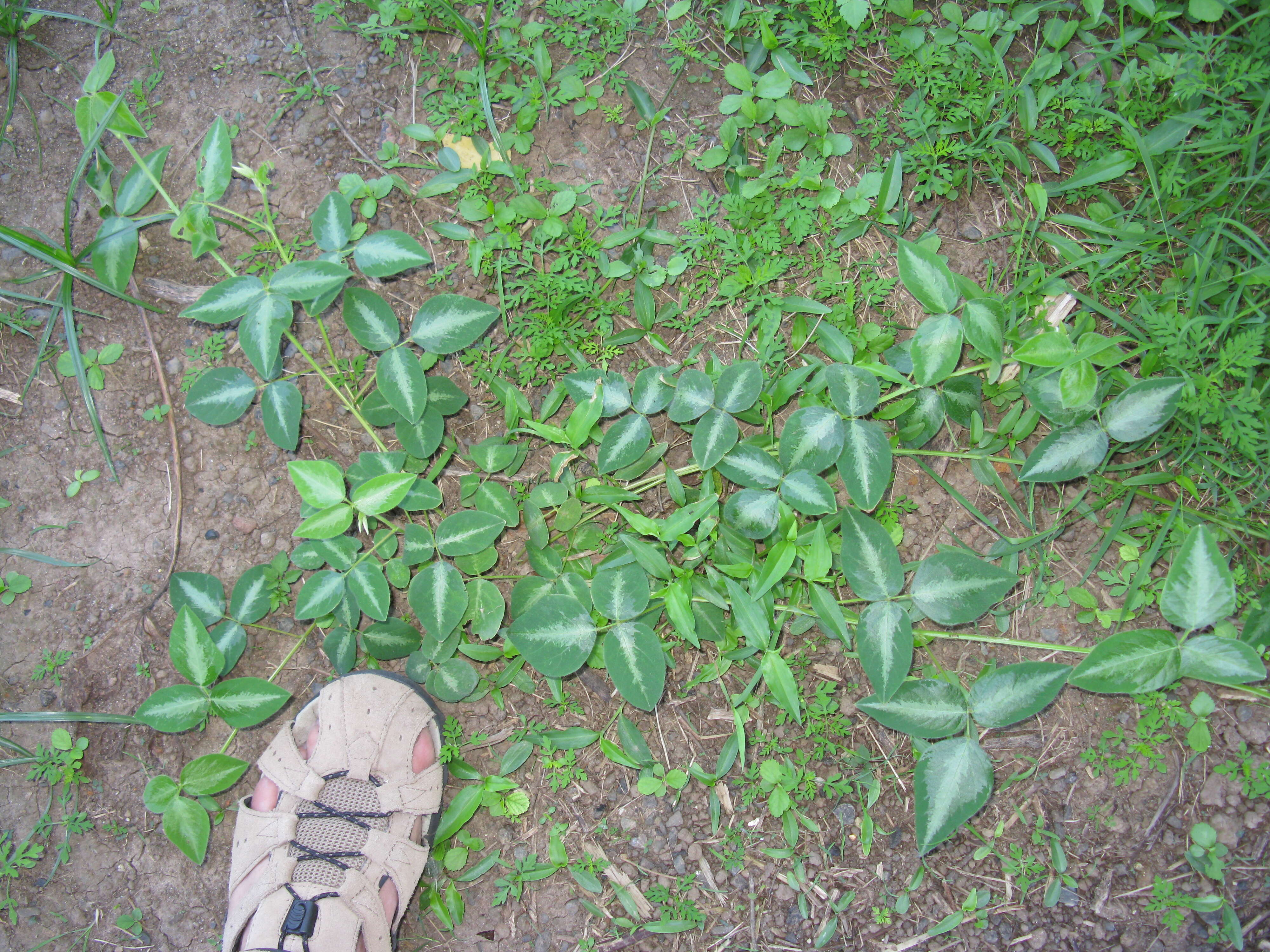 Image of Silverleaf Desmodium