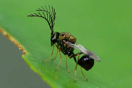 Image of eucharitid wasp