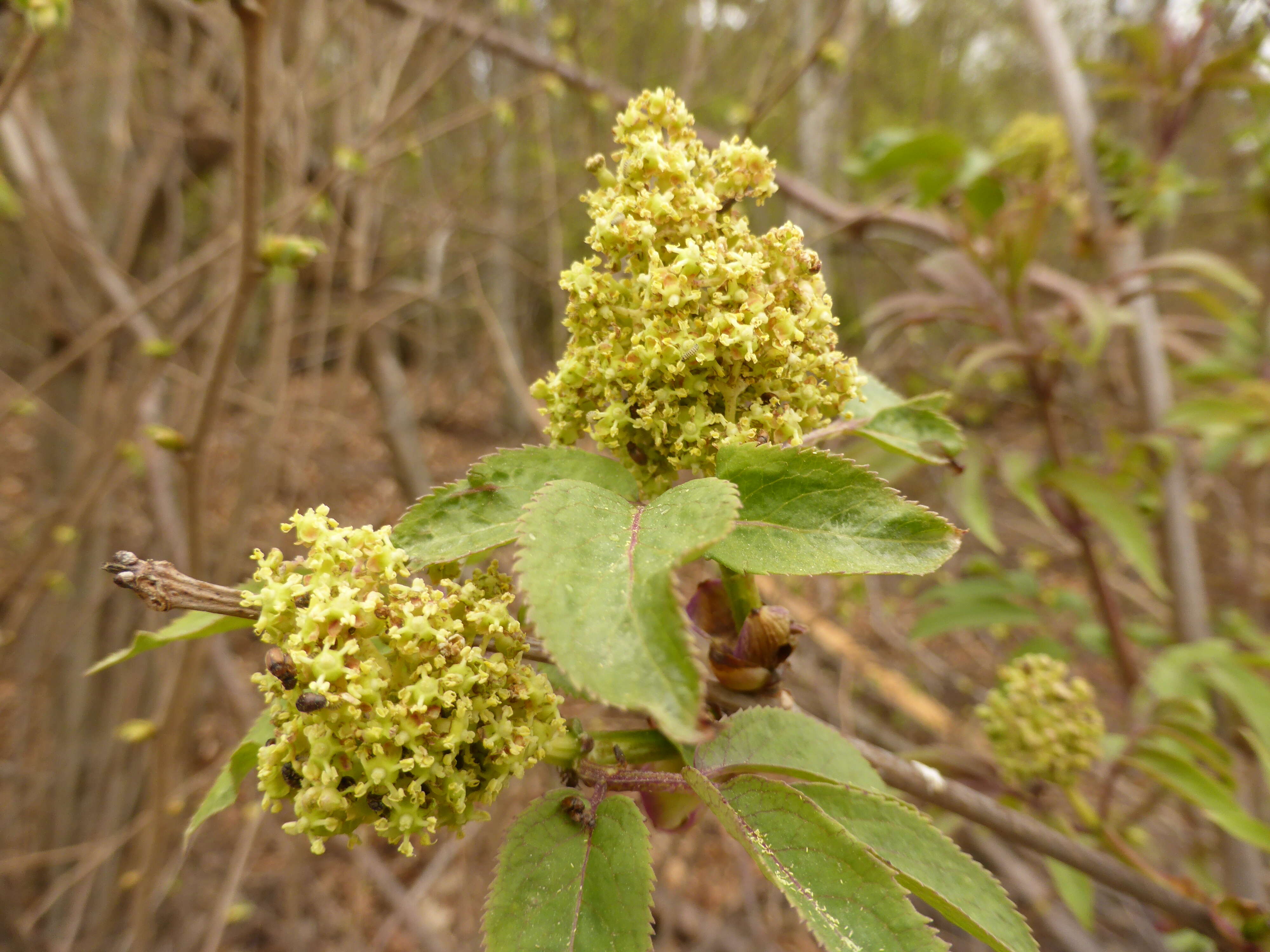 Image of Red-berried Elder