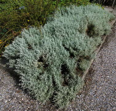 Image of lavender cotton