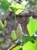 صورة Aristolochia elegans Mast.