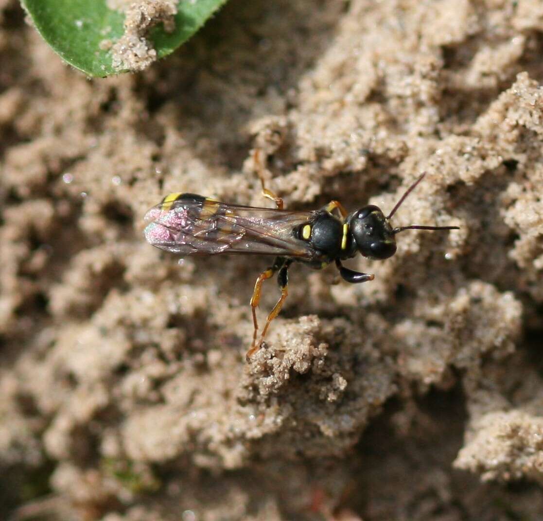 Image of Mellinus arvensis (Linnaeus 1758)