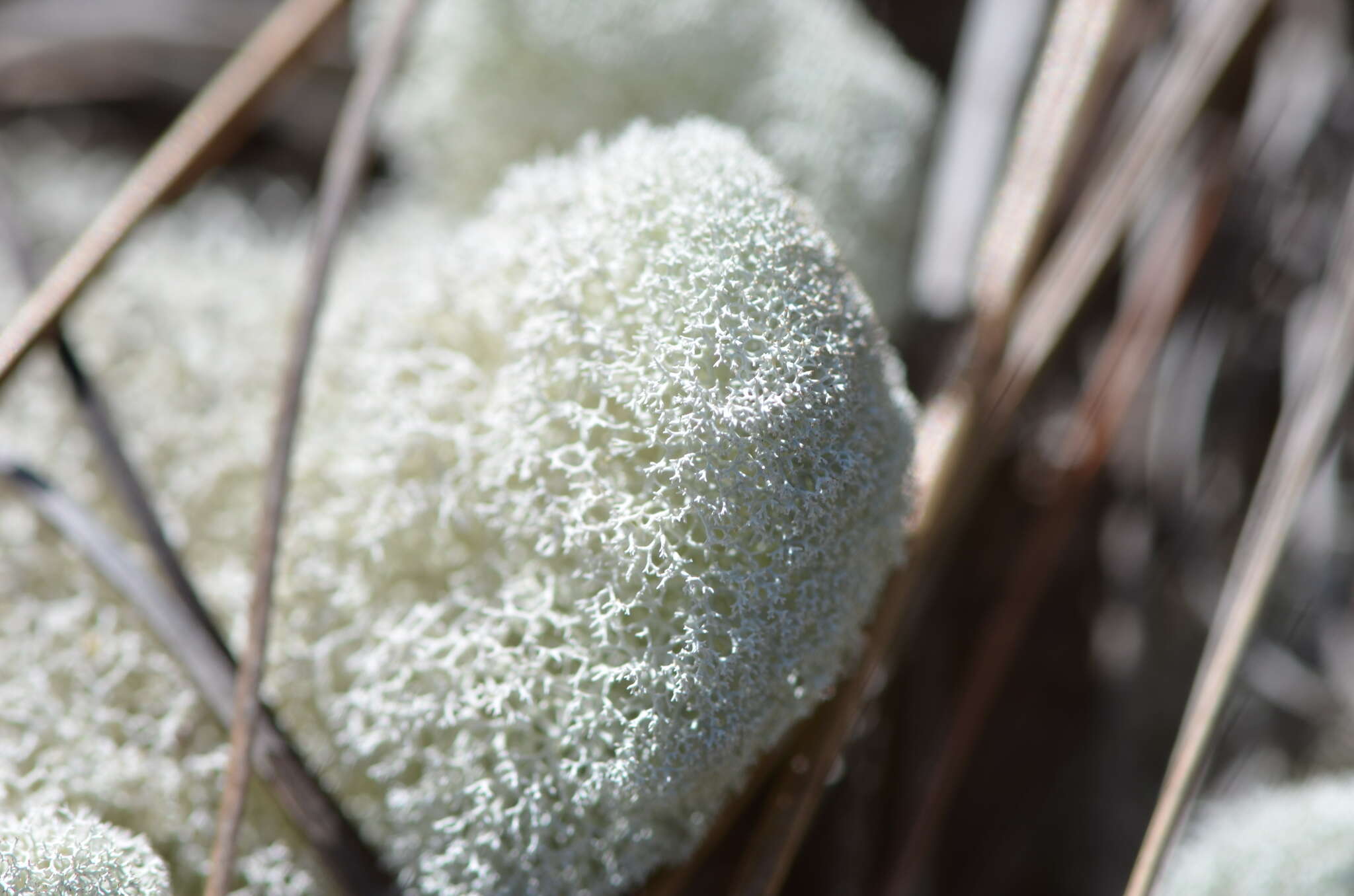 Слика од Cladonia evansii Abbayes