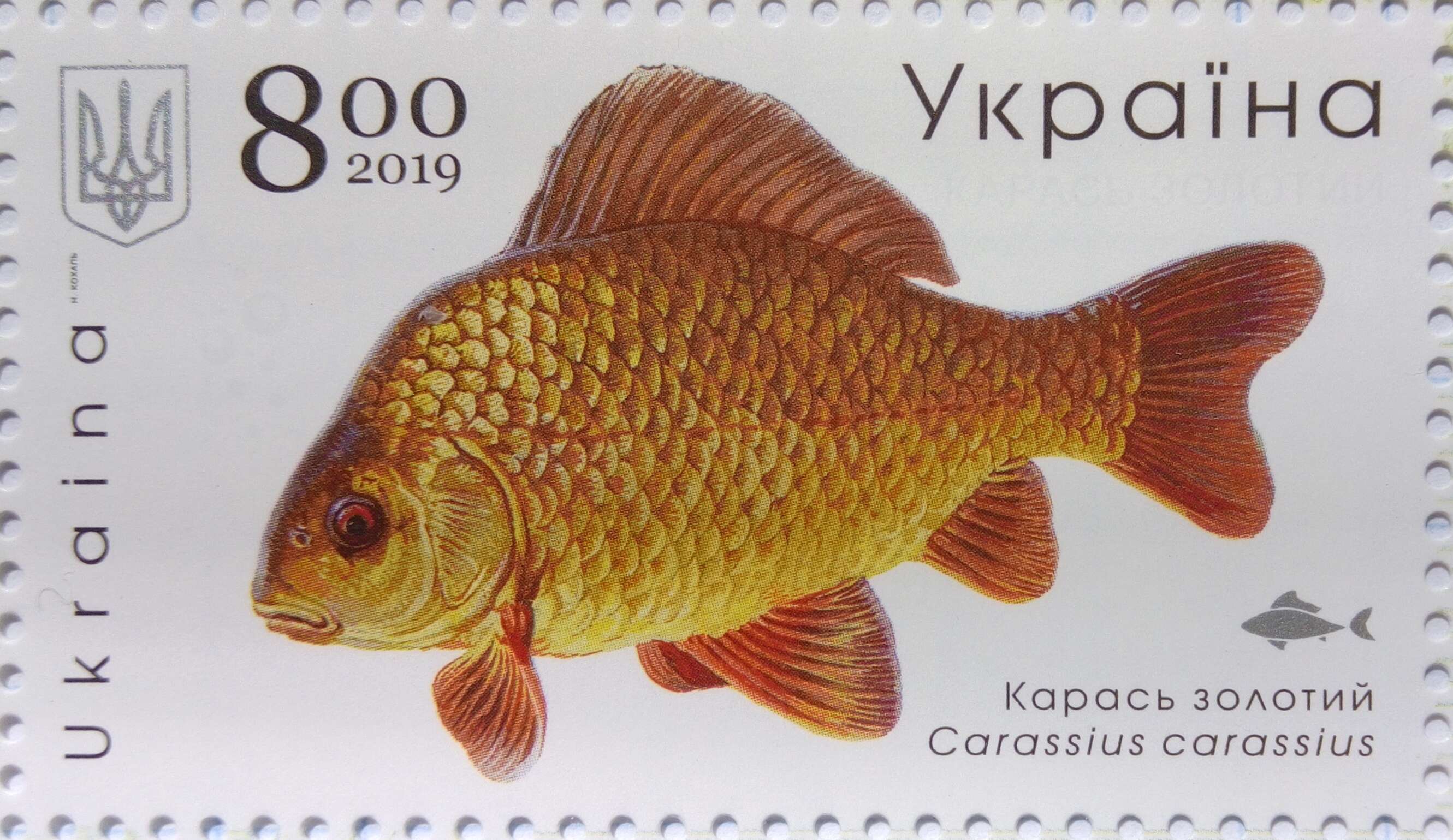 Image of Crucian Carp