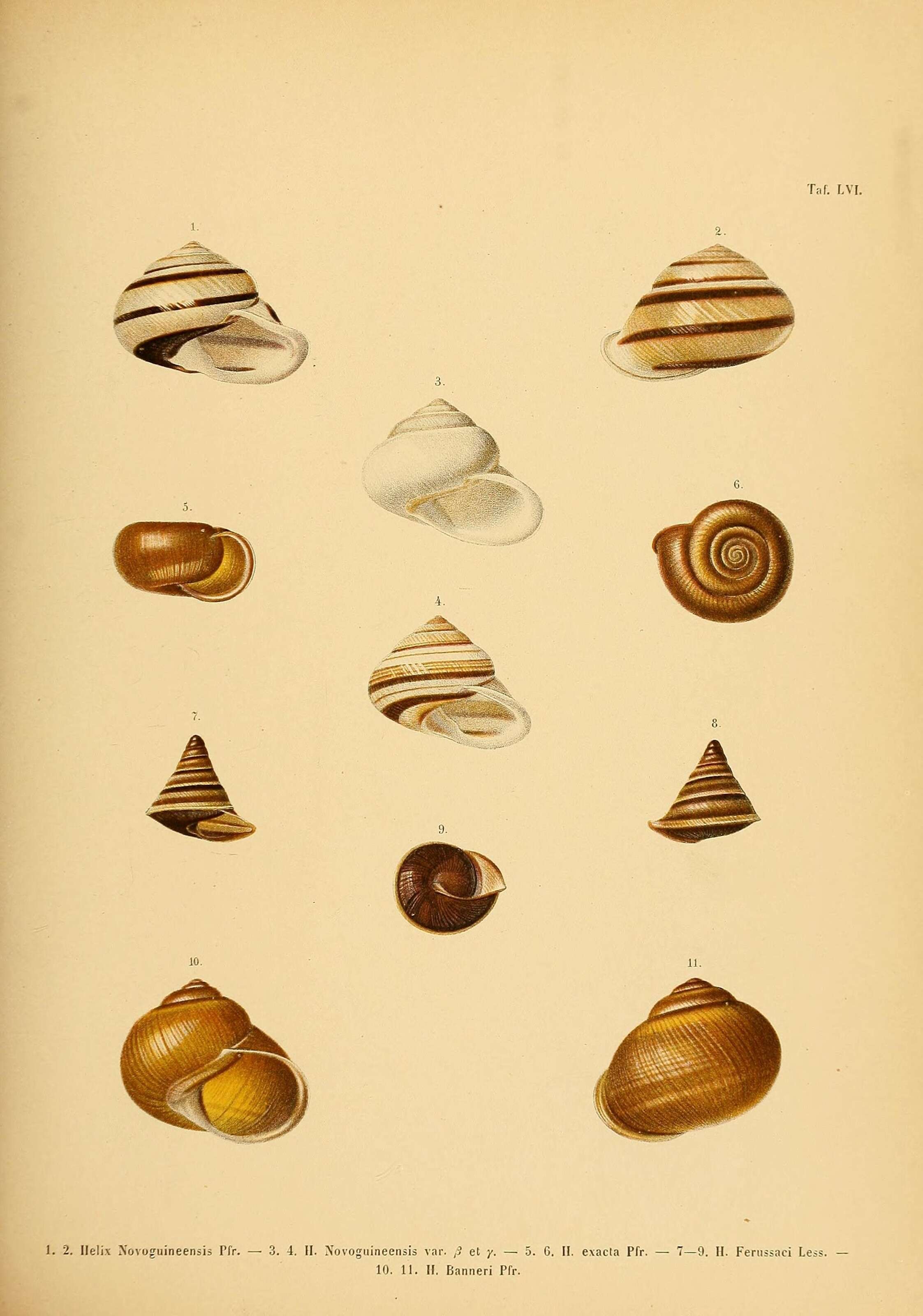 Image de Naggsia laomontana (L. Pfeiffer 1862)