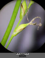 Image of Carex pilosa Scop.