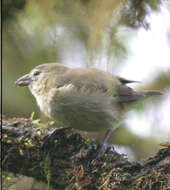 Image of Woodpecker Finch