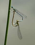 Image of Senegal bluetail