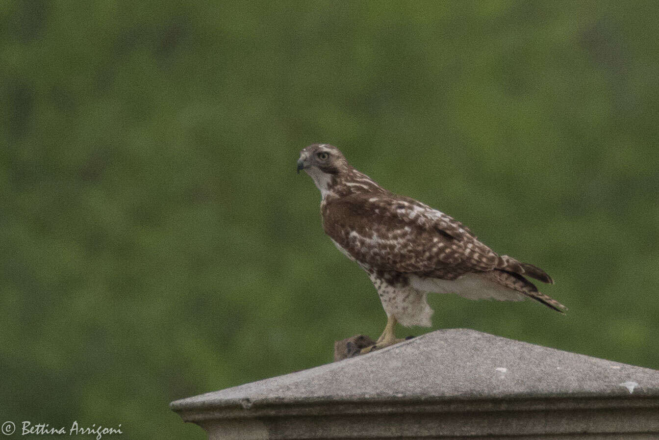 Image of Red-tailed Hawk