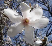 Imagem de Magnolia salicifolia (Siebold & Zucc.) Maxim.