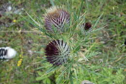 Image of greater burdock