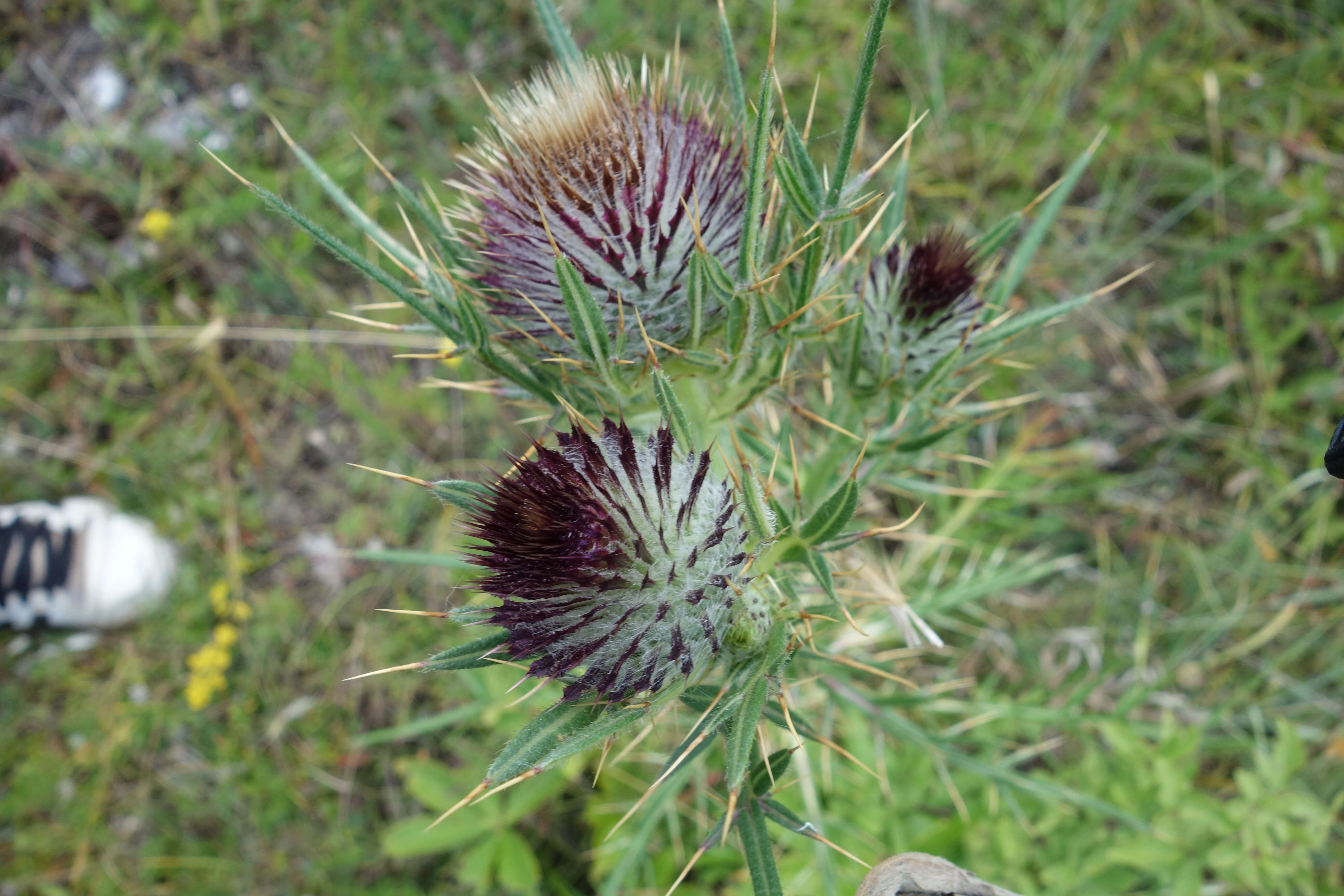 Image of greater burdock