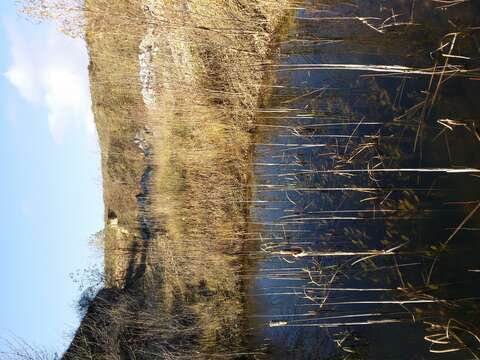 Image of Loddon Pondweed