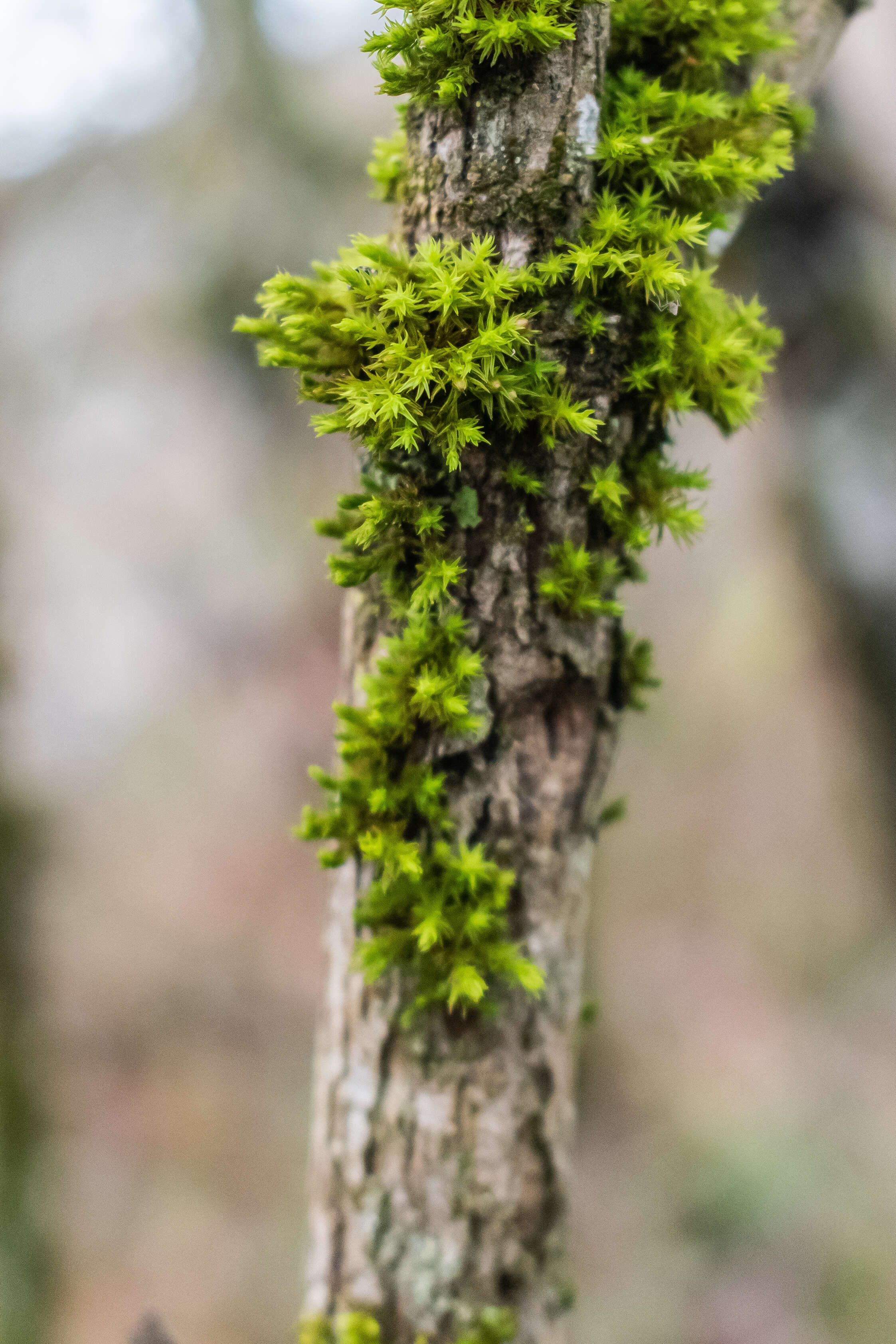 Image of orthotrichum moss